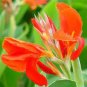 10 PCS Seeds Canna Seeds Plants Indoor Outdoor Pot Flower
