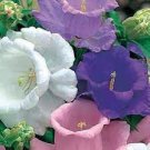 50 PCS Seeds Canterbury Bells Mixed Perennial Flower 50 PCS Seeds Canterbury Bells Mixed Perennial Flower