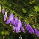 30 PCS Seeds Canterbury Bells Perennial Flower 30 PCS Seeds Canterbury Bells Perennial Flower
