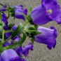 30 PCS Seeds Canterbury Bells Perennial Flower