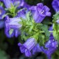 30 PCS Seeds Canterbury Bells Perennial Flower