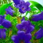 30 PCS Seeds Canterbury Bells Perennial Flower