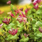 20 PCS Seeds Cape Honeysuckle (tecomaria Capensis) Bonsai, Fresh Exotic Flower 20 PCS Seeds Cape Honeysuckle (tecomaria Capensis) Bonsai, Fresh Exotic Flower