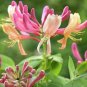 20 PCS Seeds Cape Honeysuckle (tecomaria Capensis) Bonsai, Fresh Exotic Flower