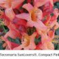 20 PCS Seeds Cape Honeysuckle (tecomaria Capensis) Bonsai, Fresh Exotic Flower