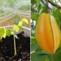50 PCS Seeds Carambola