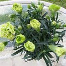 200 PCS Seeds Carnation 'CFPC Jade' Green Dianthus Caryophyllus Flower