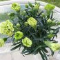 200 PCS Seeds Carnation 'CFPC Jade' Green Dianthus Caryophyllus Flower