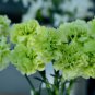200 PCS Seeds Carnation 'CFPC Jade' Green Dianthus Caryophyllus Flower