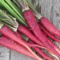 100 PCS Seeds Carrot Heirloom Blood Red Vegetables