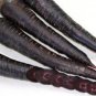 500 PCS Seeds Carrot Purple Sun F1 Seeds Professional Pack organic tasty vegetables