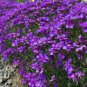 250 PCS Seeds Cascade Purple Aubrieta Flower