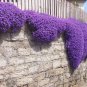 250 PCS Seeds Cascade Purple Aubrieta Flower