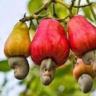 5 PCS Seeds Cashew Tree Light Orange Fruits 5 PCS Seeds Cashew Tree Light Orange Fruits
