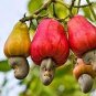 5 PCS Seeds Cashew Tree Light Orange Fruits