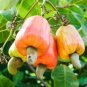 5 PCS Seeds Cashew Tree Light Orange Fruits