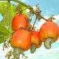 5 PCS Seeds Cashew Tree Light Orange Fruits