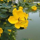 20 PCS Seeds Cassia Seeds herb catsia tora Linn Chinese 20 PCS Seeds Cassia Seeds herb catsia tora Linn Chinese