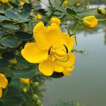 20 PCS Seeds Cassia Seeds herb catsia tora Linn Chinese