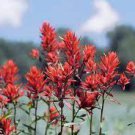 80 PCS Seeds Castilleja linariifolia