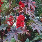 100 PCS Seeds Castor Bean