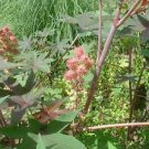 100 PCS Seeds Castor Bean Seeds Red Green Pink MOLE Repellent