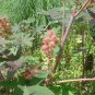 100 PCS Seeds Castor Bean Seeds Red Green Pink MOLE Repellent
