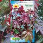 100 PCS Seeds Castor Bean Seeds Red Green Pink MOLE Repellent