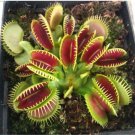 100 PCS Seeds Catchfly Potted Plant Garden Venus Fly Trap Insectivorous Plant 100 PCS Seeds Catchfly Potted Plant Garden Venus Fly Trap Insectivorous Plant