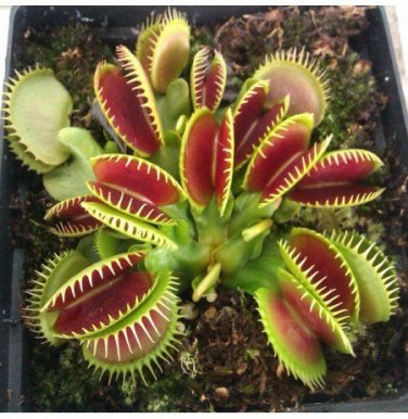 100 PCS Seeds Catchfly Potted Plant Garden Venus Fly Trap Insectivorous Plant
