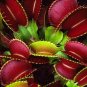 100 PCS Seeds Catchfly Potted Plant Garden Venus Fly Trap Insectivorous Plant