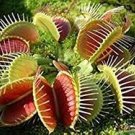 100 PCS Seeds Catchfly Potted Plant Seeds Garden Venus Fly Trap Insectivorous Plant 100 PCS Seeds Catchfly Potted Plant Seeds Garden Venus Fly Trap Insectivorous Plant