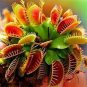 100 PCS Seeds Catchfly Potted Plant Seeds Garden Venus Fly Trap Insectivorous Plant
