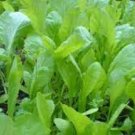 1000 PCS Seeds Catechu Spores mustard Vegetables