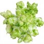 1000 PCS Seeds Catechu Spores mustard Vegetables