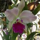 100 PCS Seeds Cattleya Hibrida Bonsai Orchids 100 PCS Seeds Cattleya Hibrida Bonsai Orchids