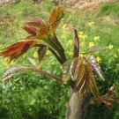 50 PCS Seeds Cedrela Sinensis Chinese Toon Organic Vegetable