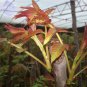 50 PCS Seeds Cedrela Sinensis Chinese Toon Organic Vegetable