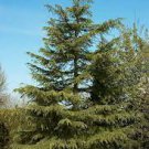 10 PCS Seeds Cedrus deodara 10 PCS Seeds Cedrus deodara