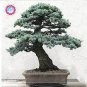 10 PCS Seeds Cedrus deodara