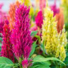50 PCS Seeds Celosia Argentea Red Plumed Cockscomb Annual Bonsai Flower