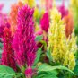 50 PCS Seeds Celosia Argentea Red Plumed Cockscomb Annual Bonsai Flower