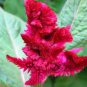 50 PCS Seeds Celosia Argentea Red Plumed Cockscomb Annual Bonsai Flower