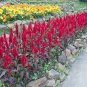 50 PCS Seeds Celosia Argentea Red Plumed Cockscomb Annual Bonsai Flower