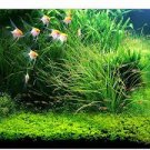 500 PCS Seeds Ceratophyllum Seeds Aquarium Grass Ornamental