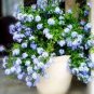 100 PCS Seeds Ceratostigma Plumbaginoides Bonsai