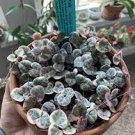 100 PCS Seeds Ceropegia Seeds Succulent Hanging Bonsai Plants 100 PCS Seeds Ceropegia Seeds Succulent Hanging Bonsai Plants