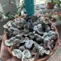 100 PCS Seeds Ceropegia Seeds Succulent Hanging Bonsai Plants