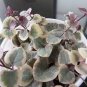 100 PCS Seeds Ceropegia Seeds Succulent Hanging Bonsai Plants