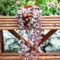 100 PCS Seeds Ceropegia Seeds Succulent Hanging Bonsai Plants